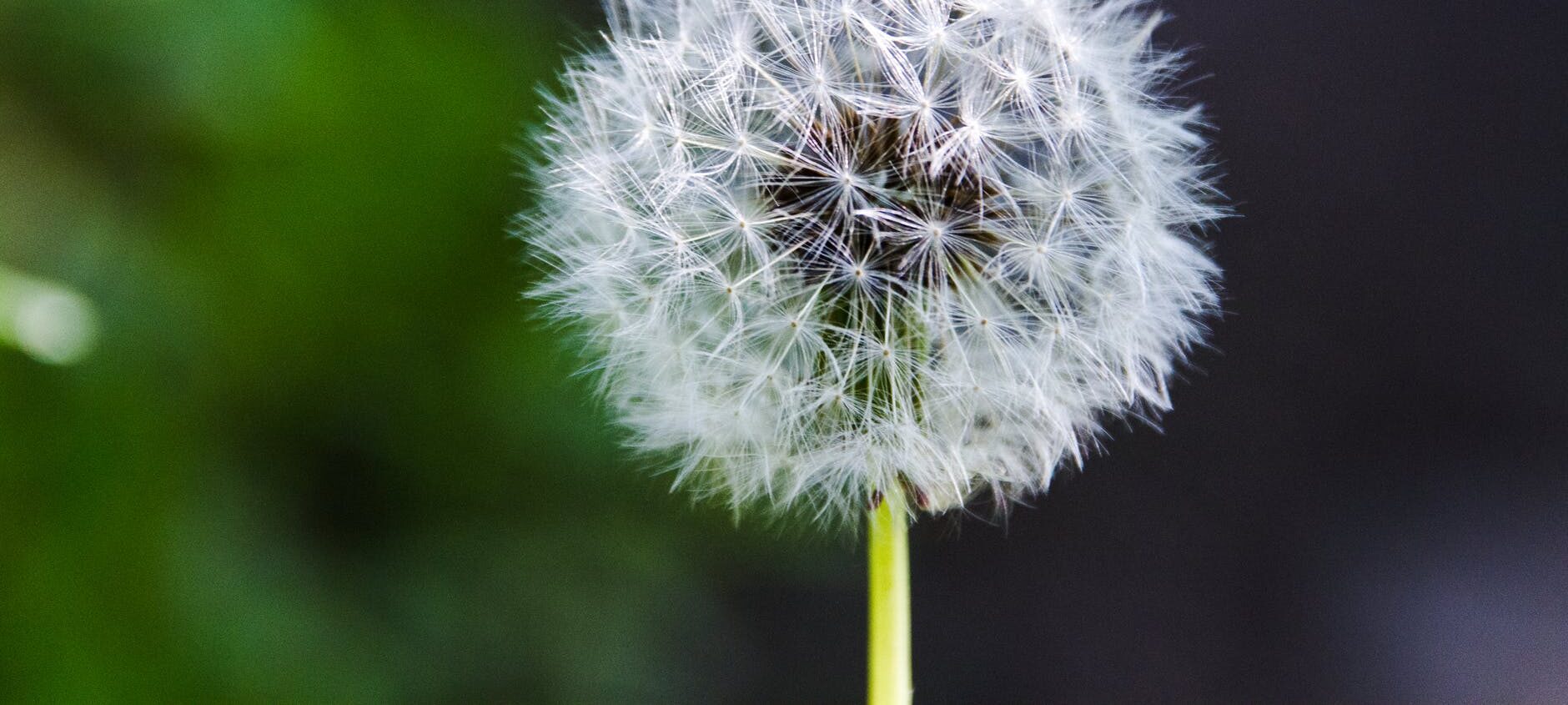 Wild Dandelions