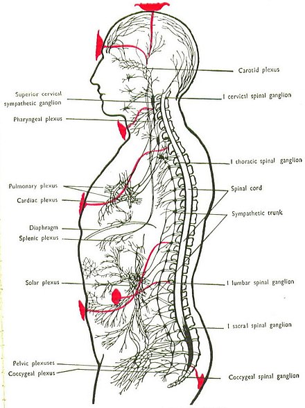 Chakra positions from Charles W. Leadbeater's book