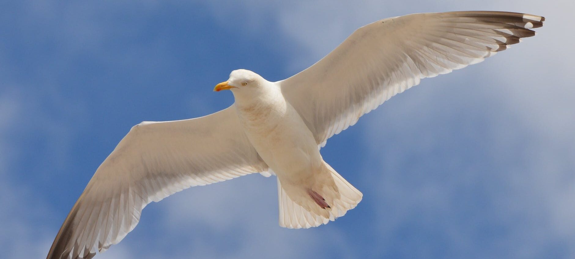 white bird flying under the blue and white sky during daytime