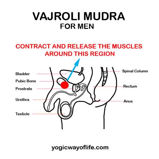 Vajroli mudra for sexual energy sumbilimation. Image showing it.